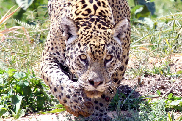 The Jaguar