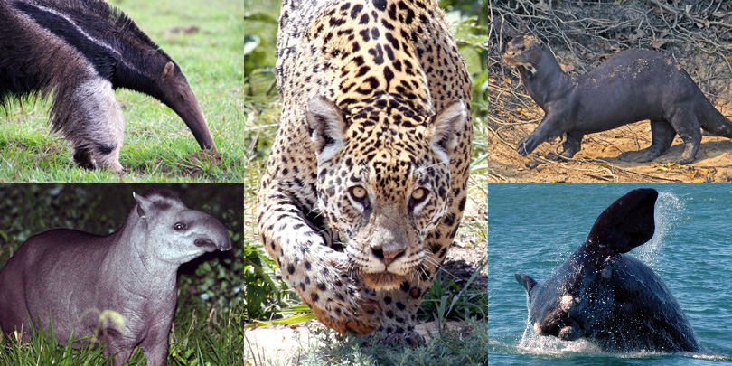 The Big 5: Jaguar, Giant Anteater, Tapir, Giant Otter, and Southern Right Whale