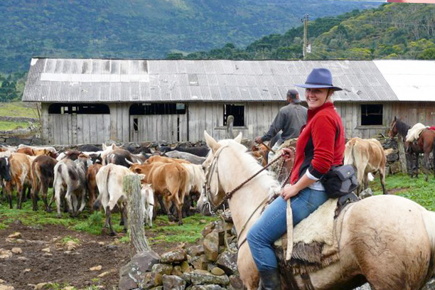 Viehtrieb Brasilien Urlaub