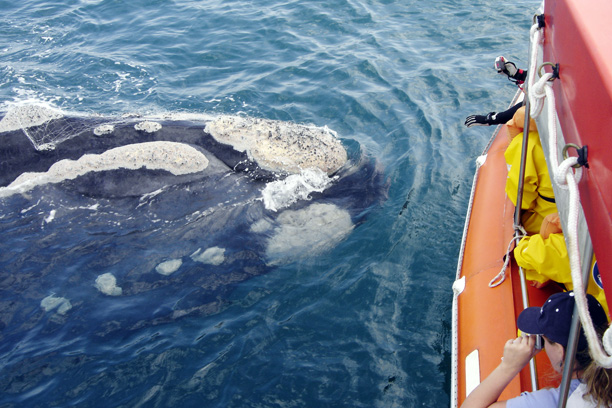Whale Watching in Southern Brazil