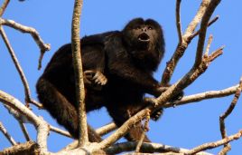 Male Howler Monkey