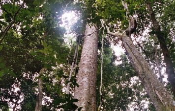 Giant Amazon trees