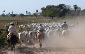 Viehtrieb im Pantanal