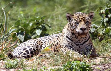 The jaguar (Panthera onca)