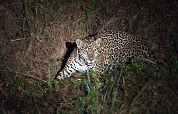 The jaguar is a nocturnal predator