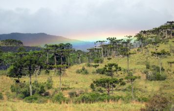 Rainbow over araucaria trees