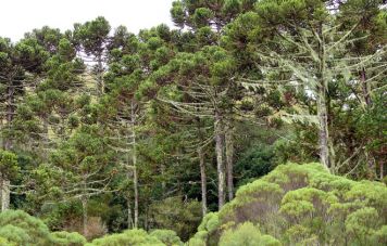 Araucaria angustifolia forest