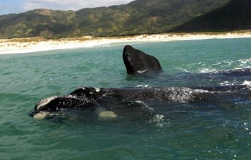 Southern Right Whales (Franca / Eubalaena australis)