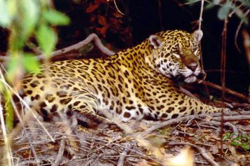 The jaguar (Panthera onca)