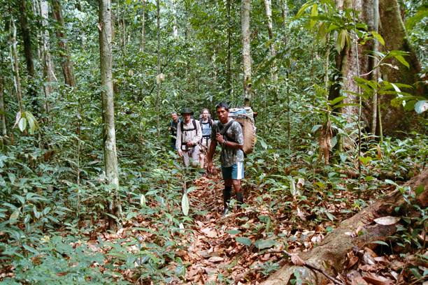 In den Tiefen des Amazonas-Regenwalds