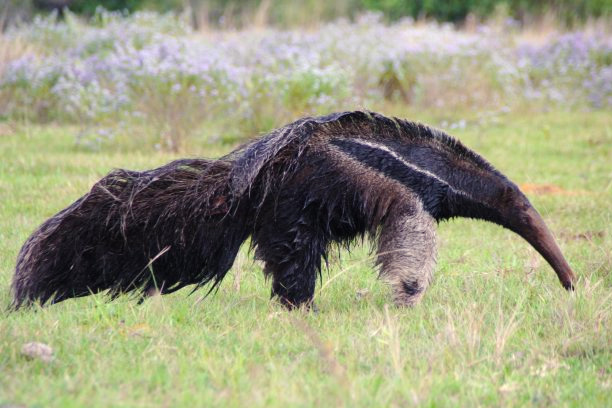 The Big 5: Jaguar, Giant Anteater, Tapir, Giant Otter, and Southern Right Whale