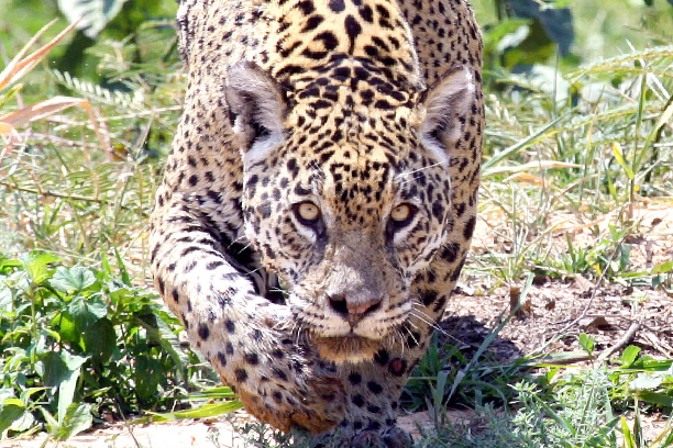 Jaguar Expedition