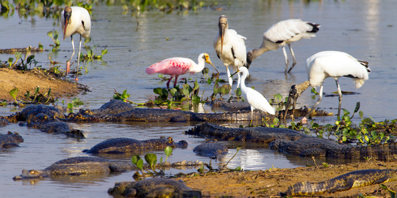 In the dry season the wildlife concentrates around the remaining ponds