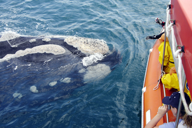 Southern Right Whale